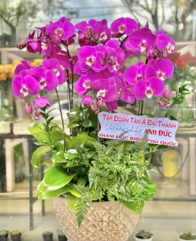 Chậu Lan - HD21