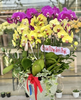 Chậu Lan - HD22