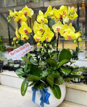 Chậu Lan - HD28